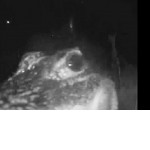 Любопытный крокодил попытался стащить видеокамеру у частного владения в США ▶