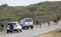 Стадо сбежавших коров посеяло панику в африканской деревне 0