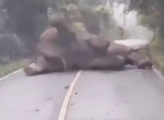 Разбуженный на середине дороги слон, прогнал нарушителей своего спокойствия ▶