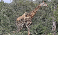 Жираф отбился от шести голодных львиц в африканском парке дикой природы ▶