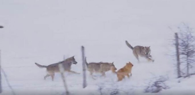Погоня трёх волков за собакой была запечатлена в Италии (Видео)