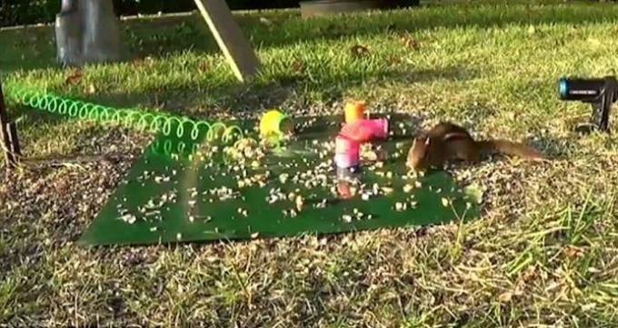Белка, растянув игрушку - пружину, послала в нокаут наглого бурундука, вмешавшегося в процесс приёма пищи (Видео)