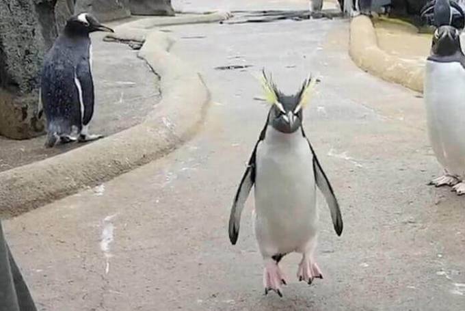 Слишком энергичный пингвин удивил своих соплеменников в зоопарке Эдинбурга (Видео)