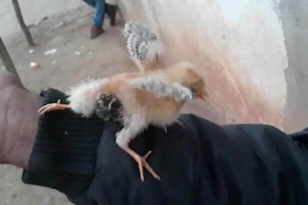 Цыплёнок с четырьмя ногами родился в Индии. (Видео)