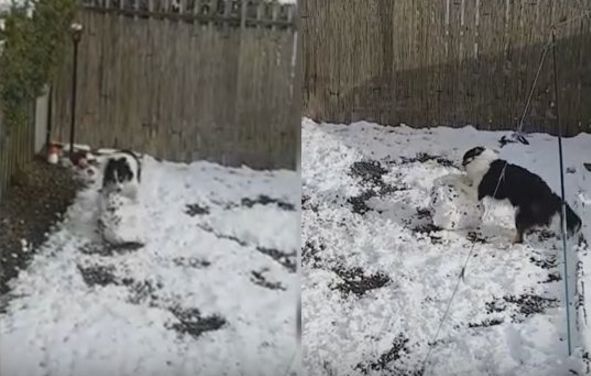 Пёс удивил хозяина и «слепил» снеговика на заднем дворе его владения (Видео)