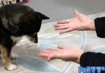 Ошеломлённая собака породы Сиба-ину, после фокуса, показанного ей хозяином, стала новой интернет знаменитостью (Видео)