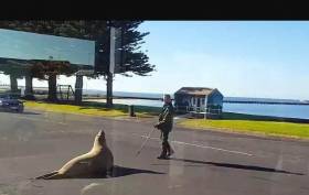 Любопытный морской лев совершил пешее путешествие по австралийскому городу. (Видео) 0