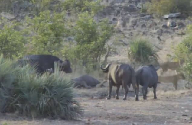 Буйволы отбили слонёнка у львов в национальном парке Крюгера. (Видео)