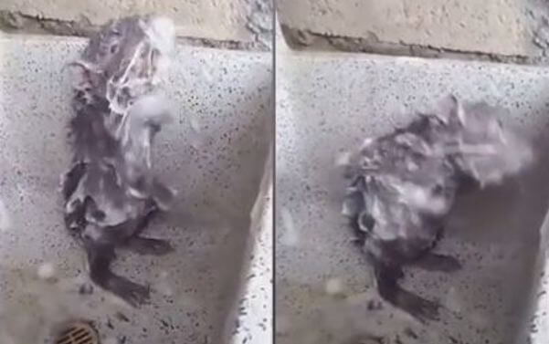 Умывающаяся, как человек крыса, была снята в Перу. (Видео)