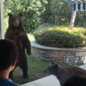 Медведица с медвежонком второй раз наведались в частное жилище в Калифорнии (Видео)