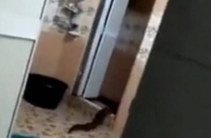 Неизвестное существо, вылезшее из унитаза, испугало жителей частного жилища в Малайзии (Видео)