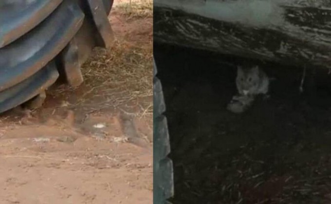 Тысячи мышей оккупировали ферму в Австралии (Видео)