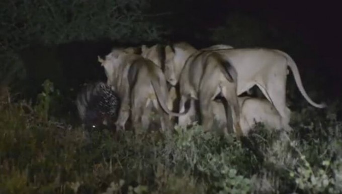 Семь львов не смогли справиться с дикобразом в африканском парке Крюгера (Видео)