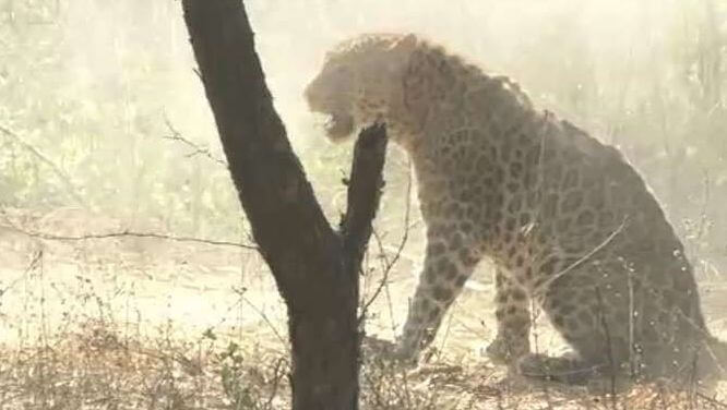 Леопард, угодивший в капкан, был спасён на индийской ферме (Видео)