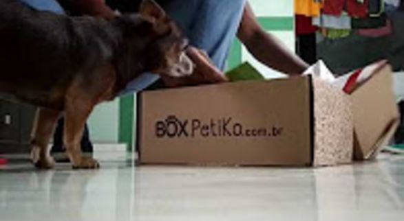 Две собаки устроили склоку, не поделив подарки в Бразилии (Видео)