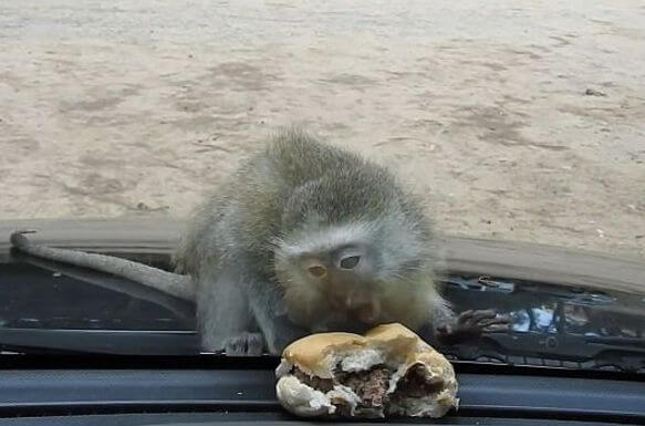 Турист поиздевался над детёнышем обезьяны в южноафриканском заповеднике (Видео)
