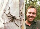 Рождение сотен пауков запечатлели в австралийском парке рептилий (Видео) 4
