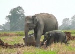 Маленького слонёнка, застрявшего в колодце, спасли в Шри - Ланке (Видео) 3