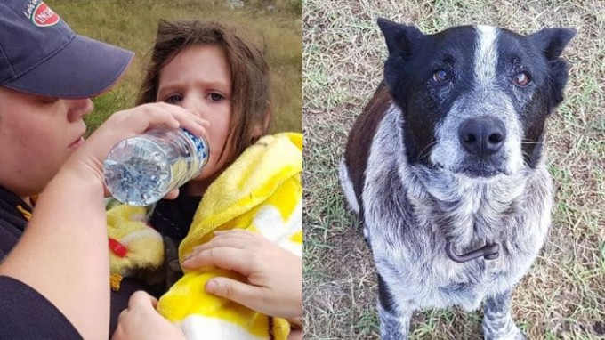 Глухая и полуслепая собака, не оставившая в беде 3-летнюю девочку, стала настоящей героиней в Австралии