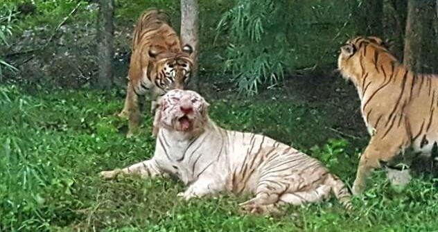 ШОК*! Белый тигр, попав в клетку к бенгальским соплеменникам, погиб в неравном бою. (Видео)