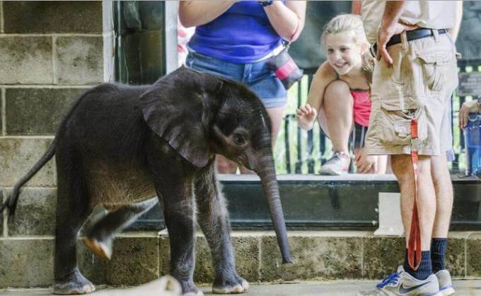 В зоопарке Питтсбурга вынуждены были усыпить недоношенного слонёнка (Видео)