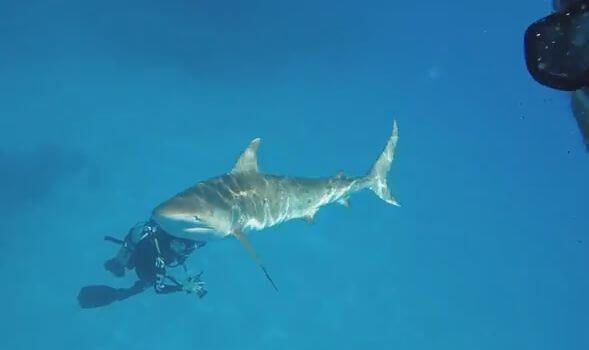 Любопытная акула «обнюхала» дайверов на Багамах (Видео)