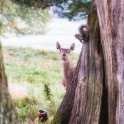 Фотограф запечатлел «тайную» встречу оленя, белки и фазана в британском парке.