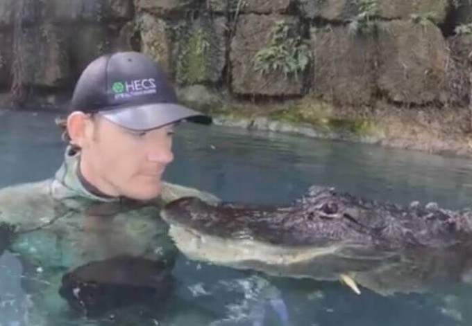Американский «крокофил» продемонстрировал тесные отношения с диким крокодилом во Флориде (Видео)