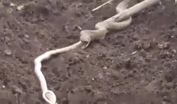 Индийский фермер, нарушивший обед кобры, был удивлён вместительностью её организма. (Видео)