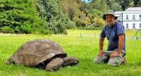 Самая старая в мире черепаха, обитающая на острове Святой Елены оказалась «геем» 0
