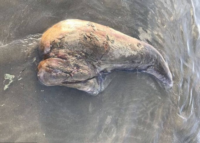 Австралийка обнаружила неведомого морского обитателя, вымытого на побережье Квинсленда.