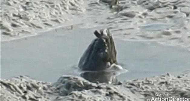 Странное существо, появившееся на поверхности болота, было запечатлено в Австралии (Видео)