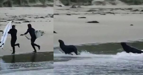 Агрессивные тюлени прогнали двух серферов со своей территории в Новой Зеландии. (Видео)