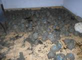 10976 лучистых черепах были обнаружены в особняке на Мадагаскаре 5