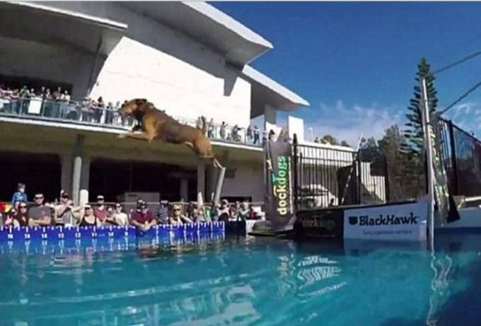 Четвероногие участники конкурса Biggest pet expo показали мастер класс по собачьему дайвингу в Австралии. (Видео)