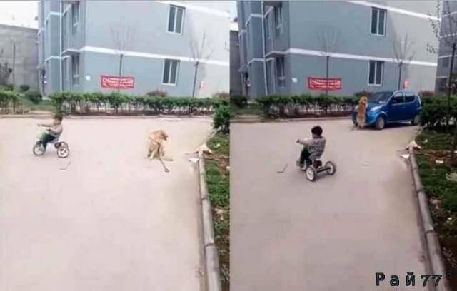 Видео ролик, предположительно снятый в Китае лишний раз продемонстрировал настоящую собачью преданность по отношению к человеку.