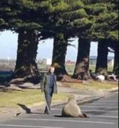 Любопытный морской лев совершил пешее путешествие по австралийскому городу. (Видео) 3