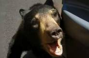 Американец, решивший покормить медведя из автомобиля, чуть не лишился конечности (Видео)