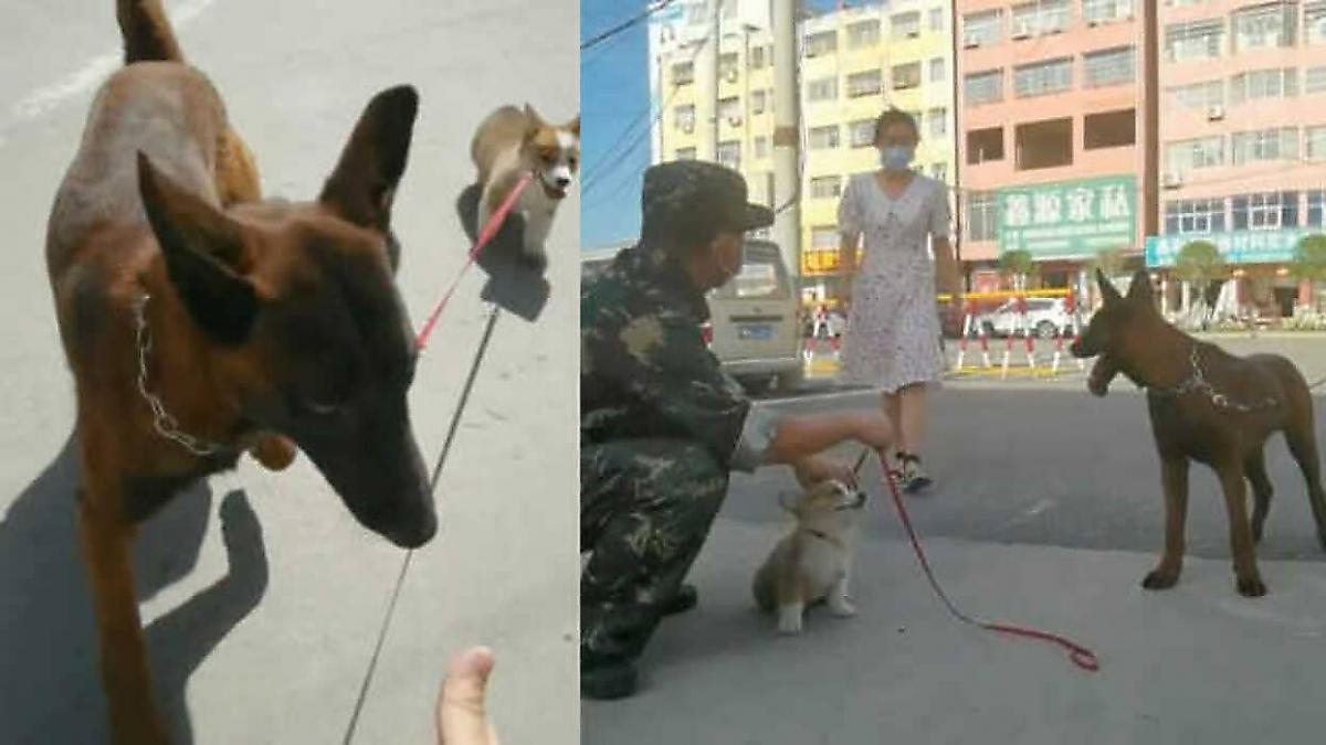 Бездомный щенок, прибившийся к полицейским, спустя полгода стал служебным псом
