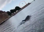 Дельфин, «жонглирующий» медузой, сопроводил лодку туристов возле датского острова ▶