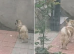 Добрый пёс, поделившийся булочкой с бездомным котом, растопил сердца миллионов китайцев