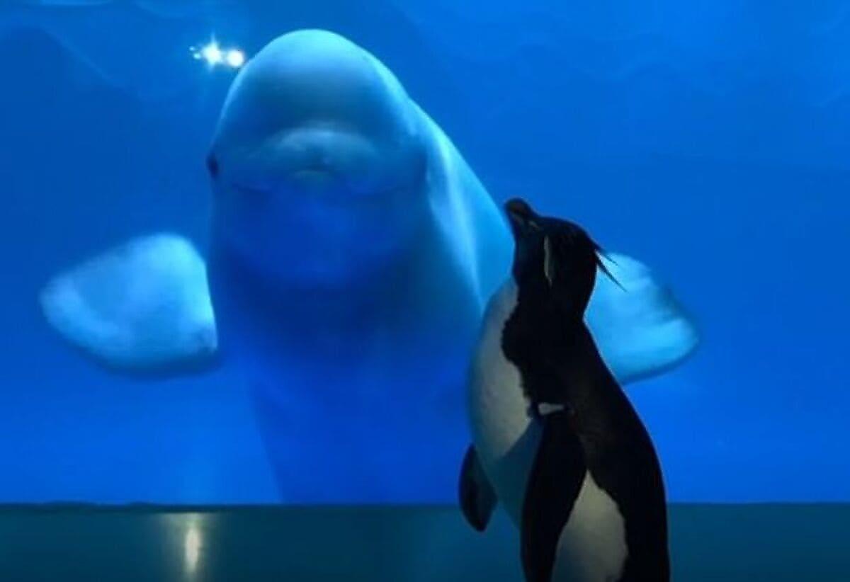 Пингвин подружился с семейством белух в американском океанариуме