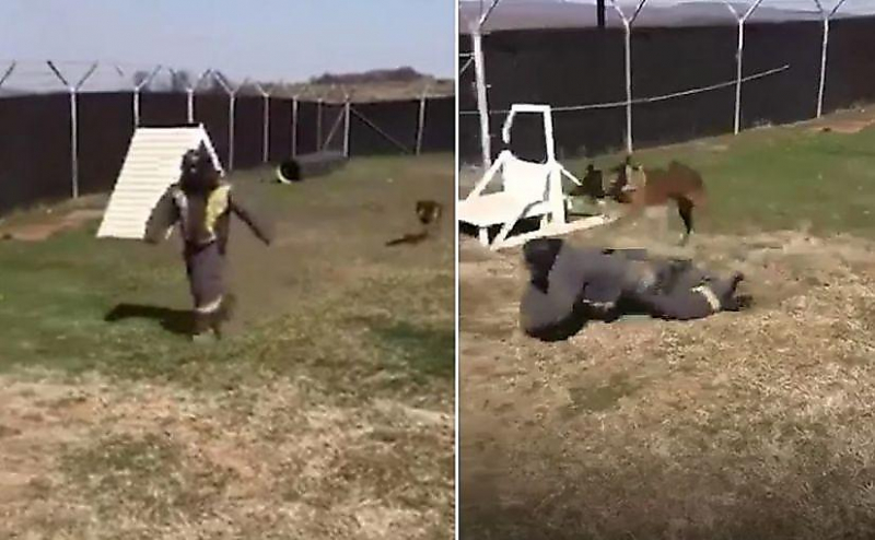 Пёс пролетел над «нарушителем» во время тренировки служебных команд ▶