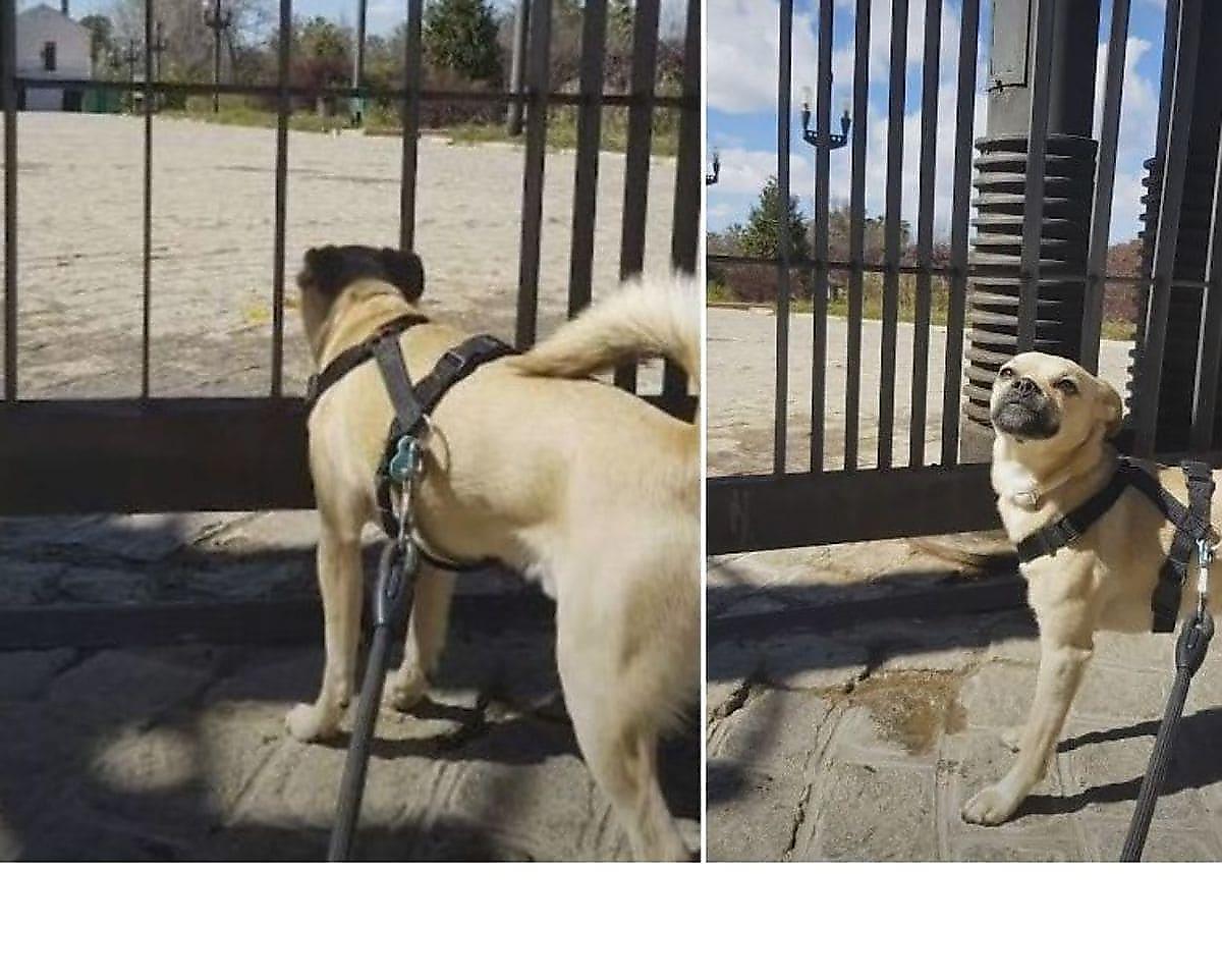 Расстроенный пёс, столкнувшийся с закрытым парком, растрогал интернет