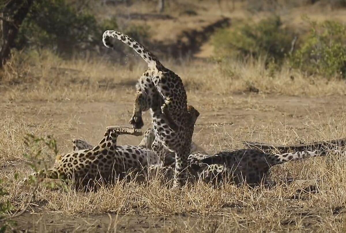 Самка леопарда вмешалась в схватку не поделивших её самцов