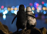 Австралиец запечатлел овдовевших пингвинов, в обнимку любующихся пейзажами Мельбурна 0