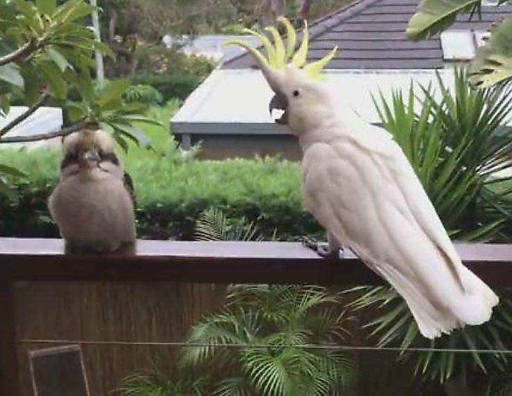 Кукабара проигнорировала притязания шумного попугая ▶