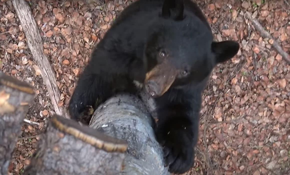 Подравшиеся медведи рассекретили фотографов, устроившихся на дереве в канадском лесу