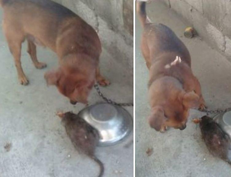 Пёс завёл дружбу с огромной крысой во дворе своего хозяина ▶