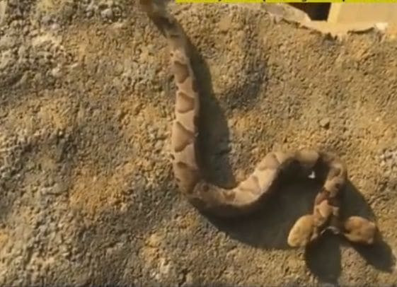 Редкая двухголовая змея была обнаружена в США (Видео)